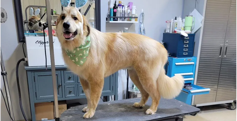 dog daycare in montgomery