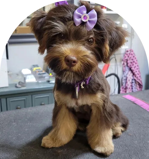 brown dog is sitting