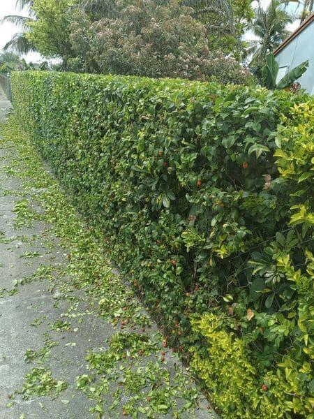 Garden Maintenance in Cutler Bay