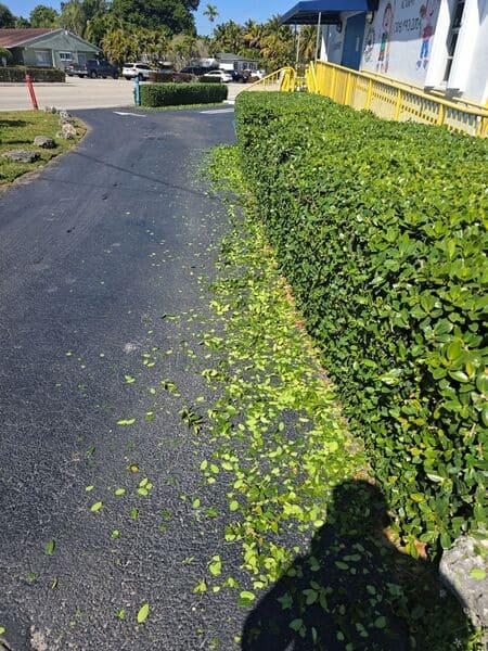 Lawn and Plant Fertilization Cutler Bay