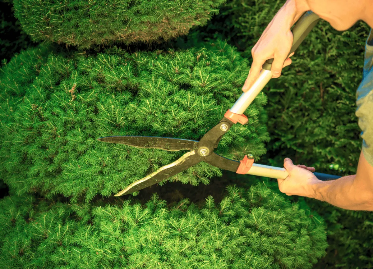 Professional hedge and shrub trimming service in Eastman GA by All Cutt Lawn Service