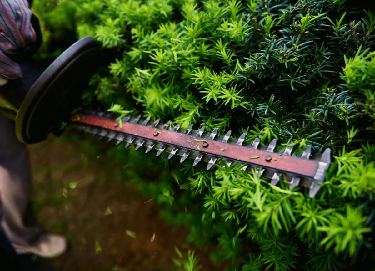 Dependable shrub and hedge maintenance in Dodge County GA