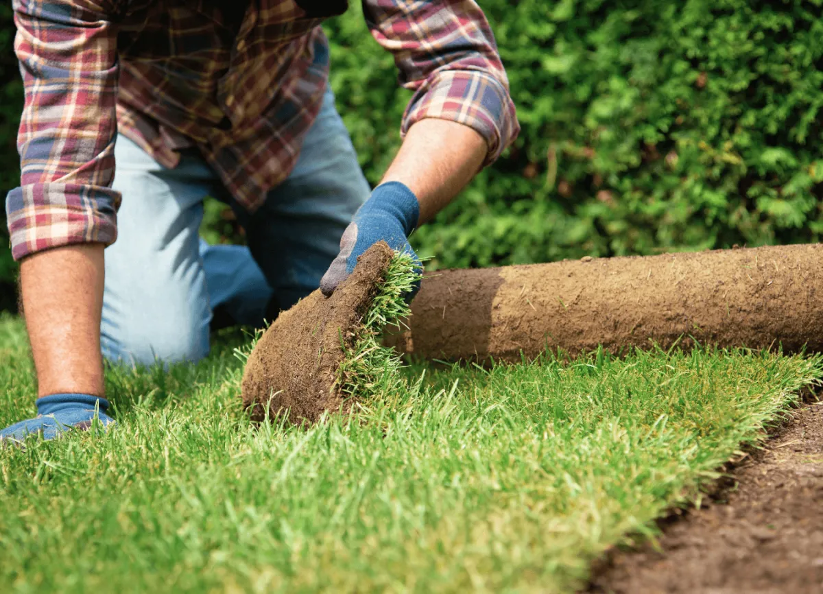 Professional sod installation service in Eastman GA by All Cutt Lawn Service