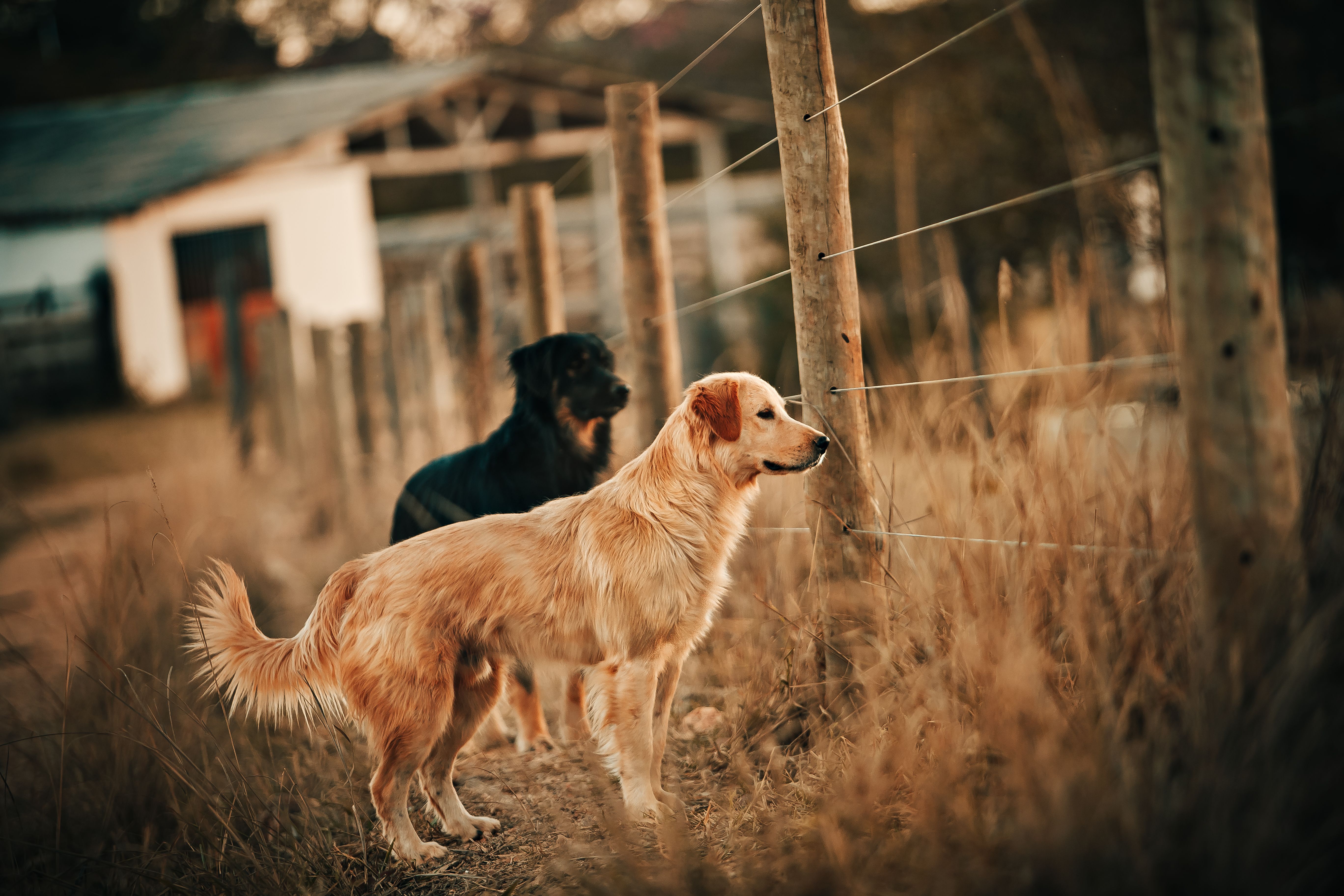 Outdoor Must Haves For Pets