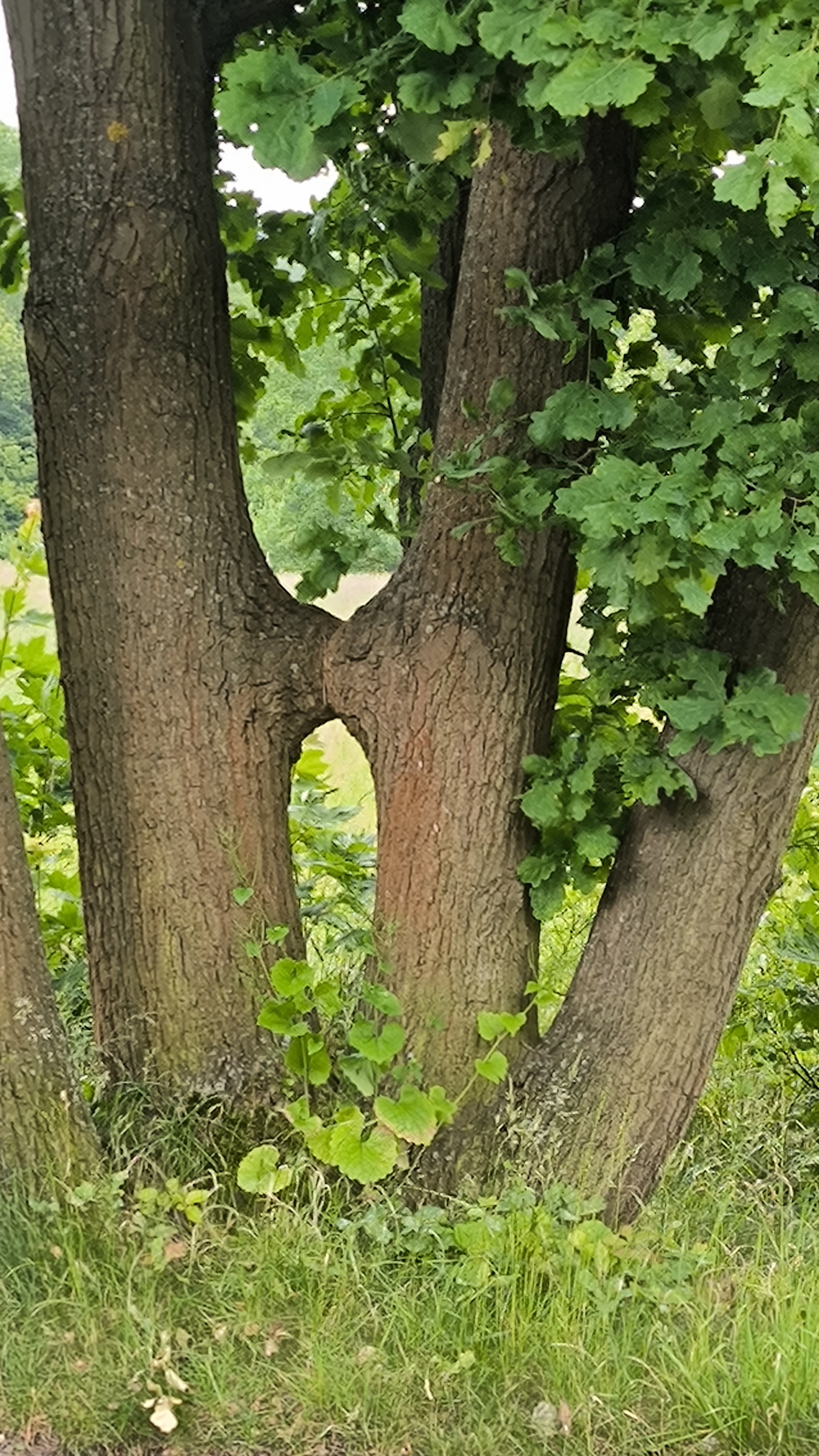 Der Kuss