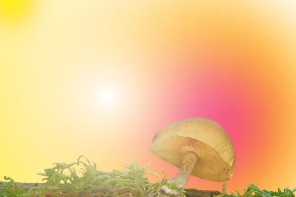 Mushroom with aura