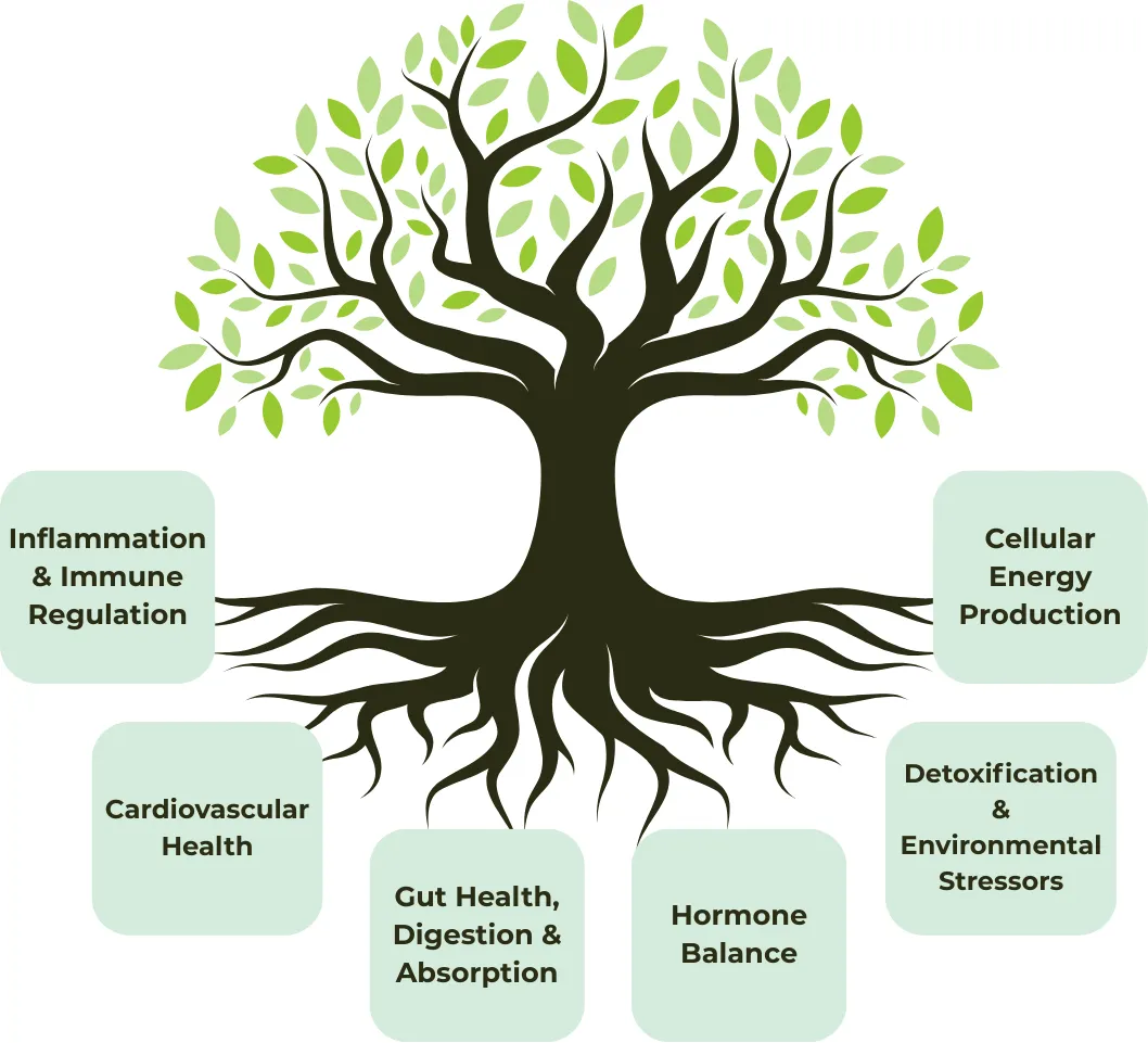 Root Causes: Inflammation & Immune Regulation, Cardiovascular Health, Gut Health, Digestion & Absorption, Hormone Balance, Detoxification & Enviromental Stressors Cellular Energy Production
