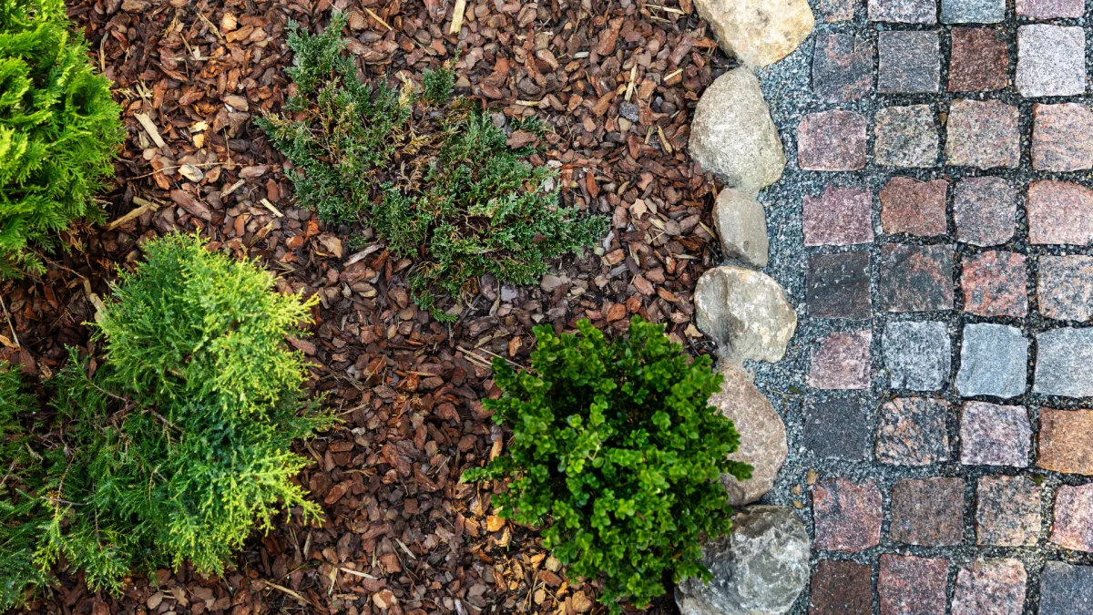 shrub planting