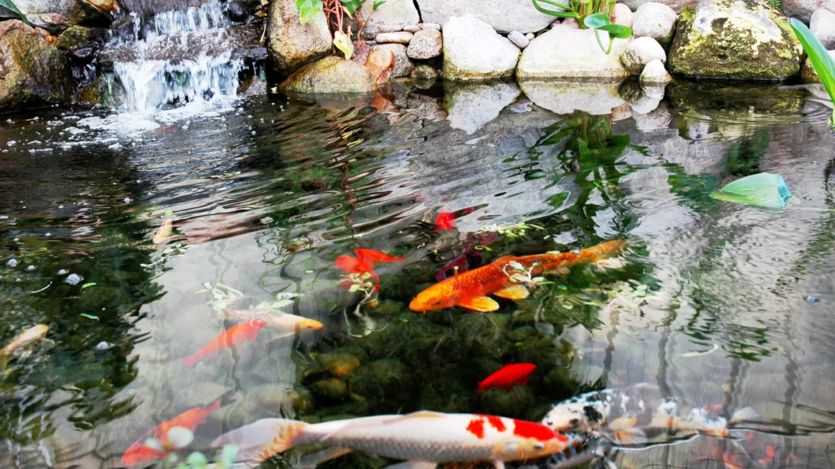 koi pond