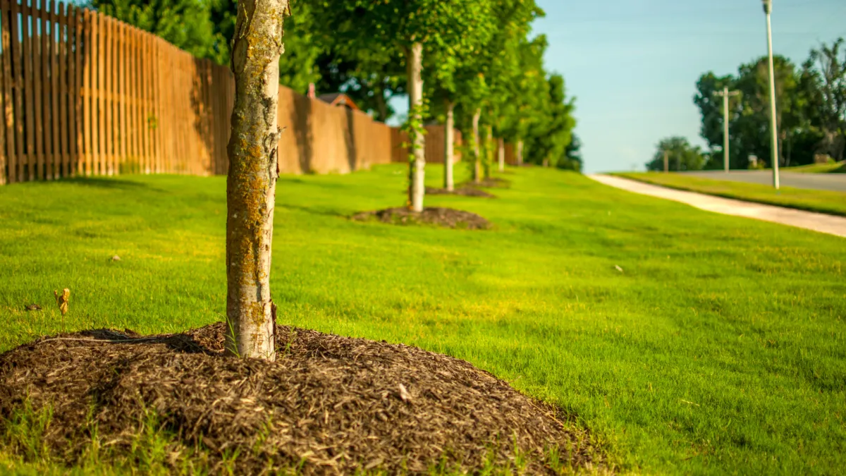 tree planting