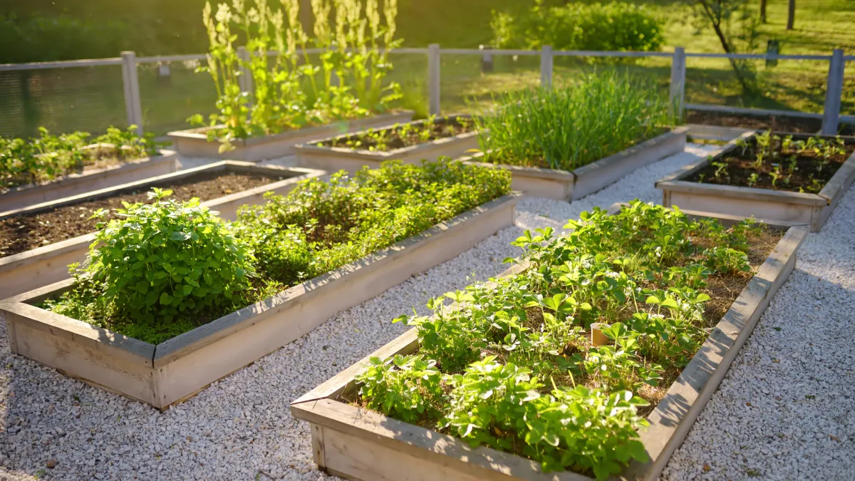 raised garden beds