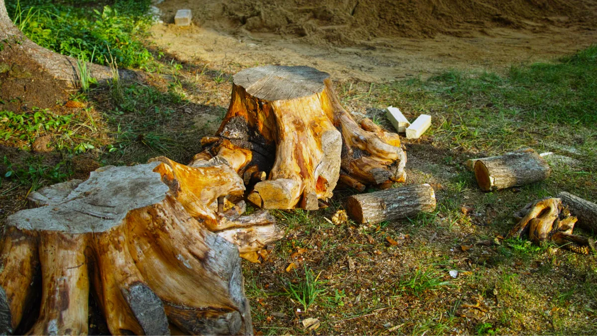 stump grinding