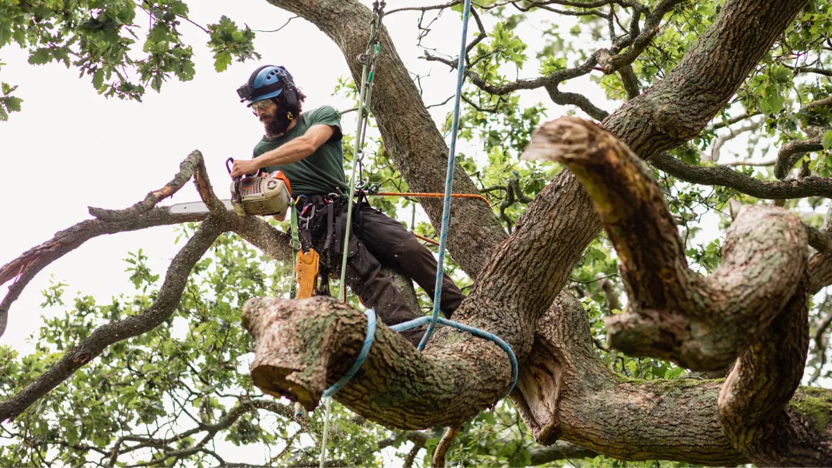 tree removal