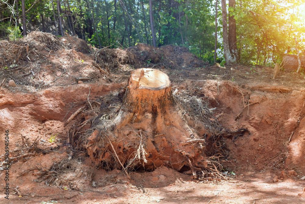 tree root removal