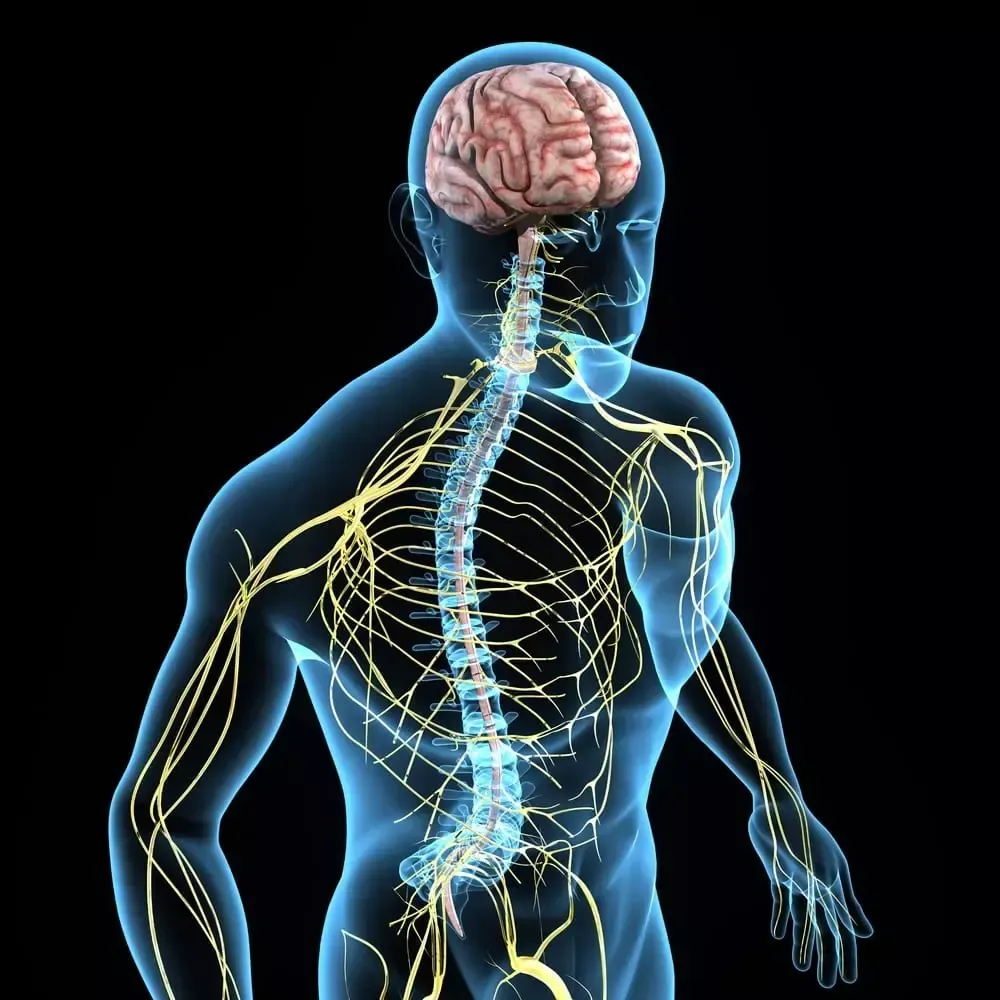 Graphic of human nerves illustrating neurological physiotherapy at Physio Barnsley.
