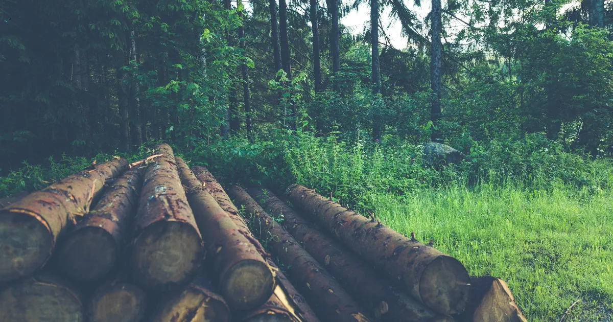 Log Site