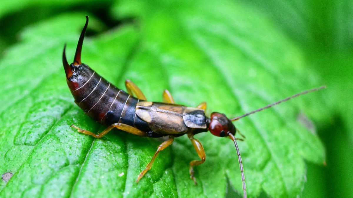 Earwigs Pest Control 