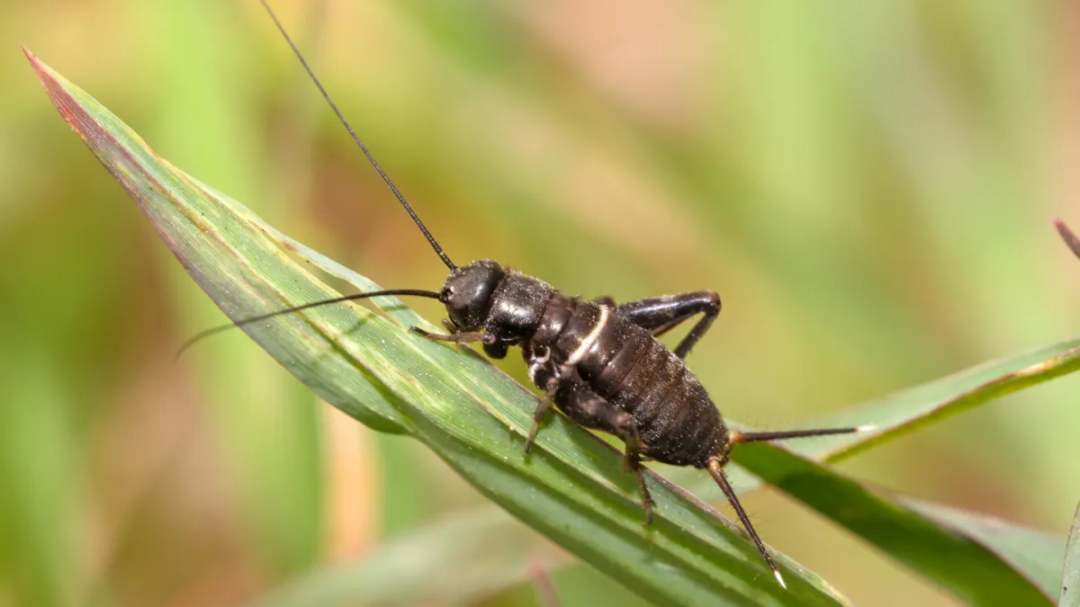 Crickets Pest Control