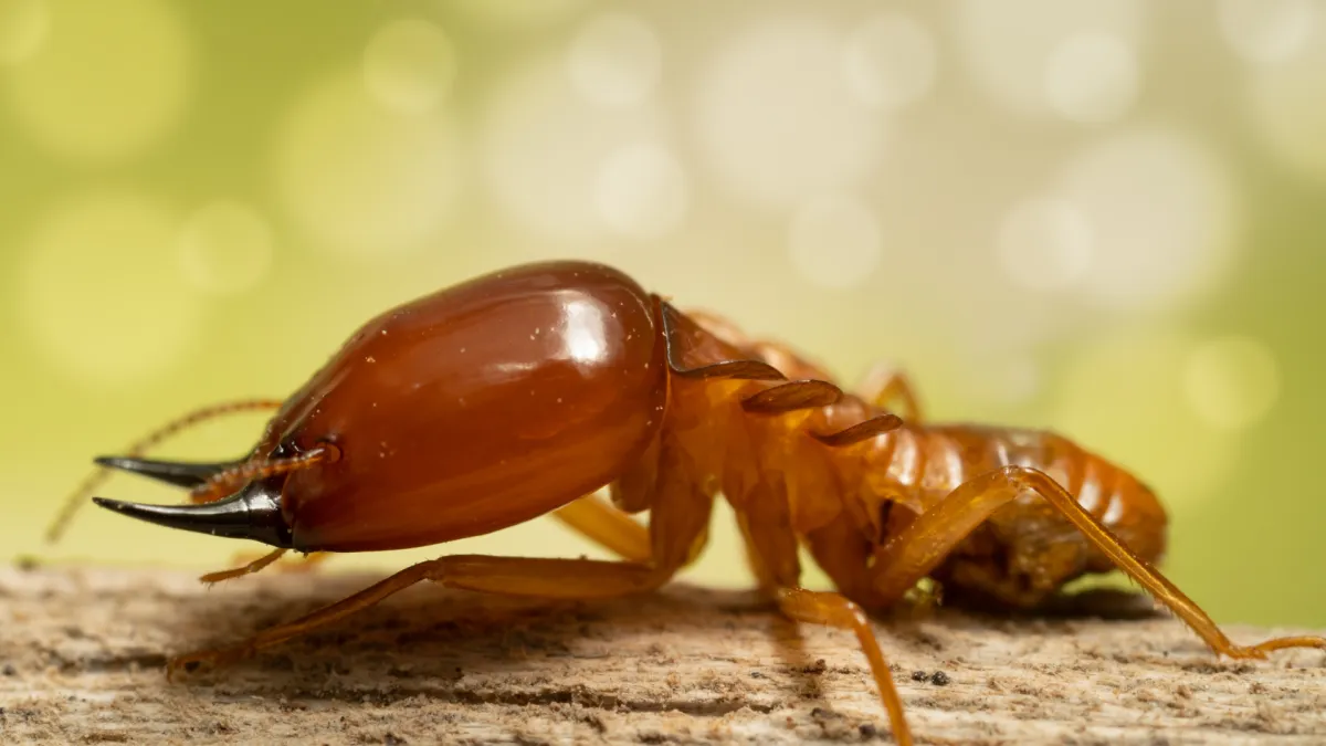 Termite Pest Control