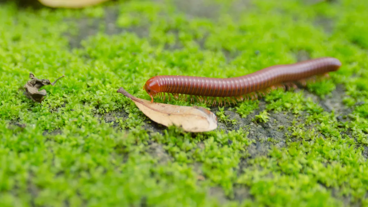 Millipedes Pest Control