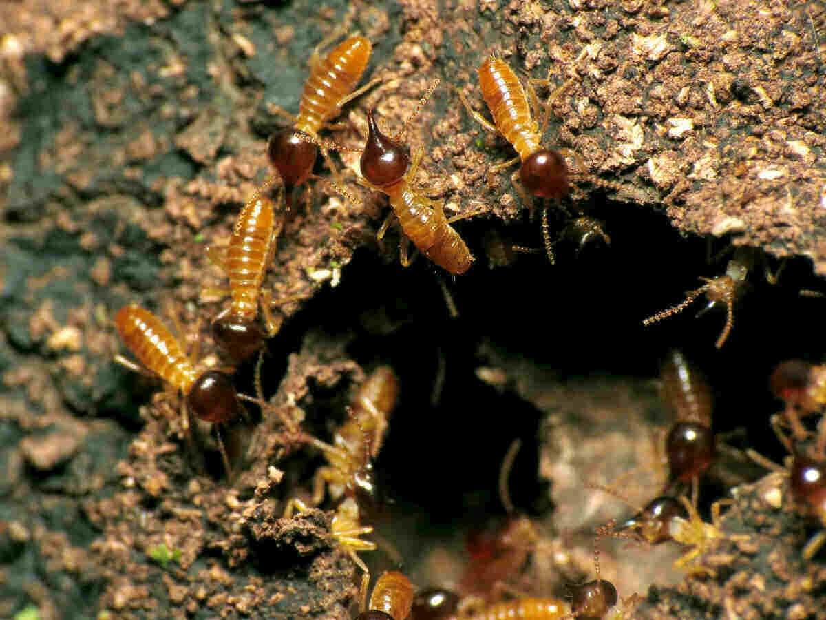 Anthem Pest Control and Mosquito Services