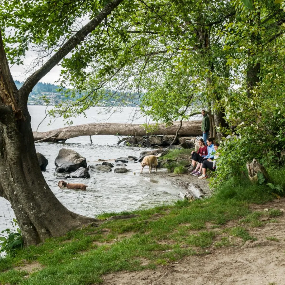 Easy forest hiking trail at Saint Edward State Park near Kirkland, ideal for adults over 40 seeking outdoor exercise.