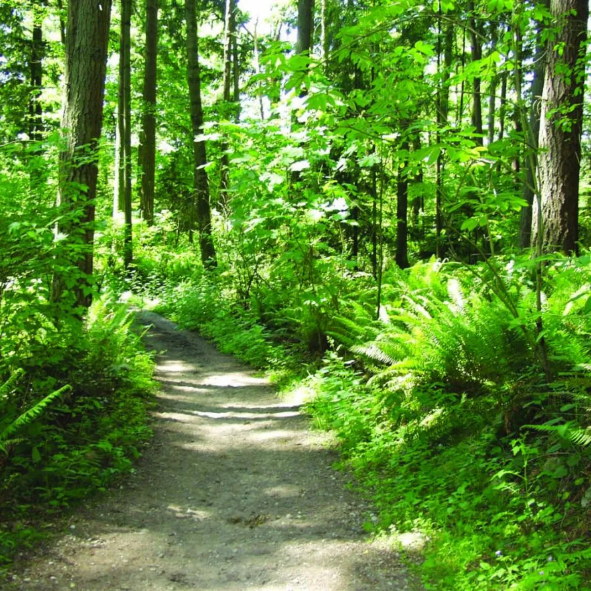 Tree-lined walking trail at Bridle Trails State Park, offering shaded outdoor recreation near Kirkland, WA.