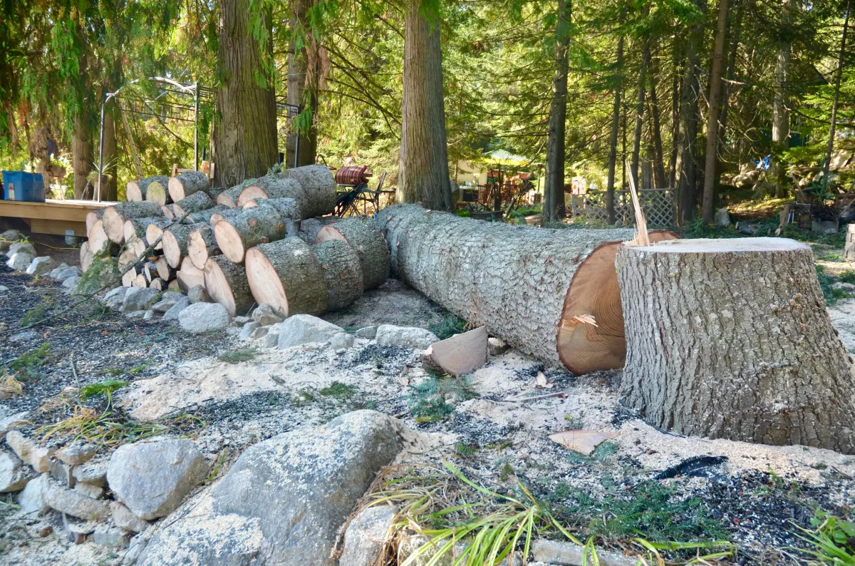 Altitude Forest Management Nelson BC Tree Removal