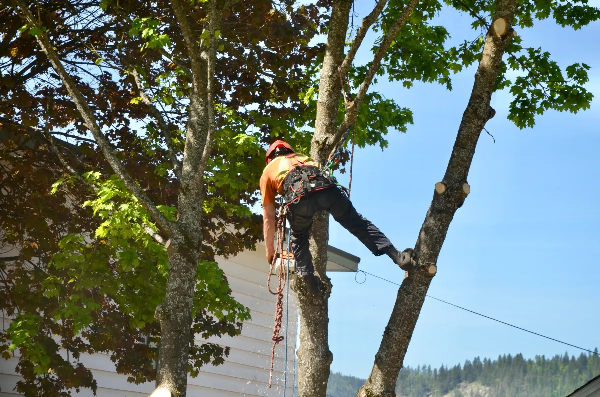 Altitude Forest Management Nelson BC Arborist Tree Services Tree Trimming