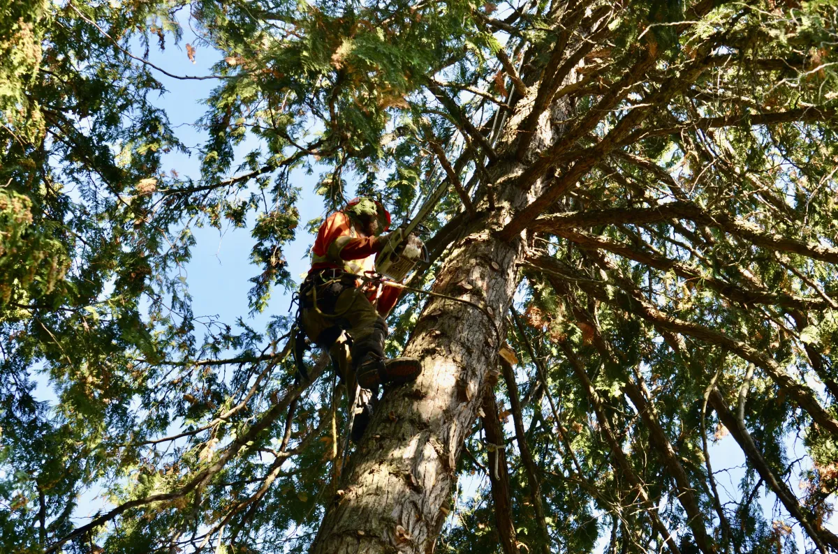 Altitude Forest Management Nelson BC Arborist Tree Services Tree Topping