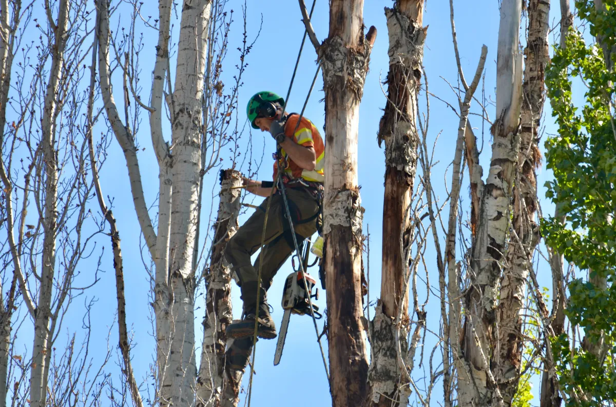 Altitude Forest Management Nelson BC Arborist Tree Services Tree Pruning