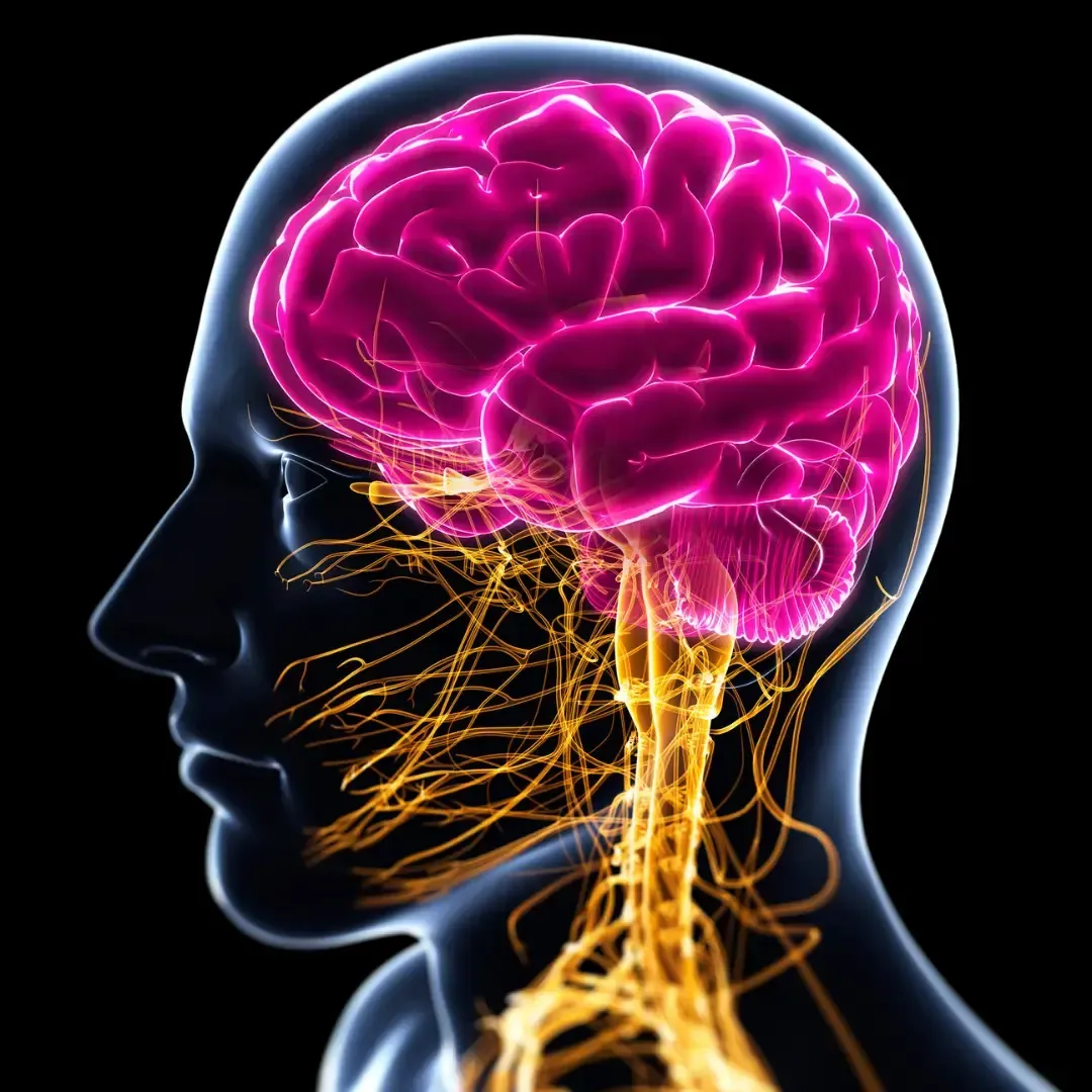 Brain-Based Chiropractic in Novato, CA
