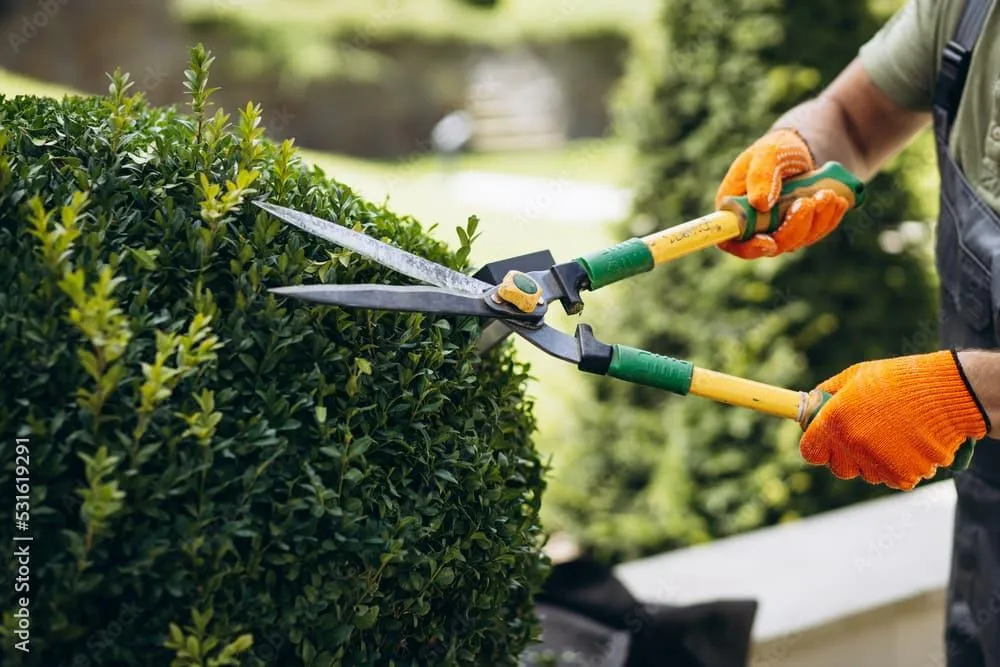 Tree Trimming Services