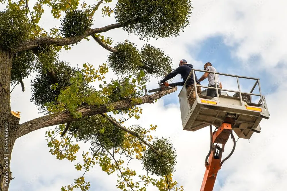 Emergency Tree Services