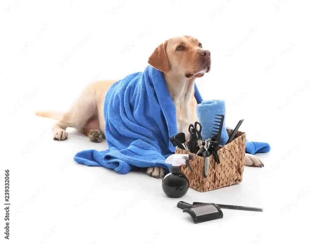 Dog Grooming Services