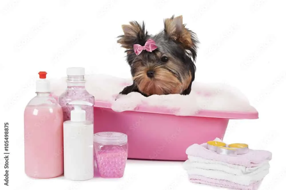 Spa Treatment for Pets Services