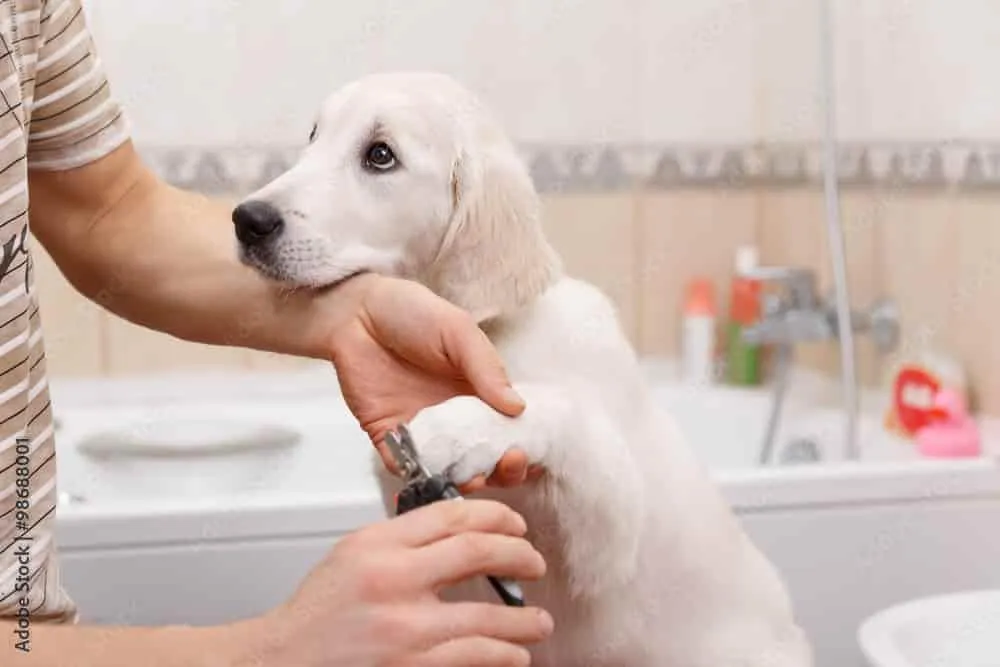 Nail trimming and filing Services