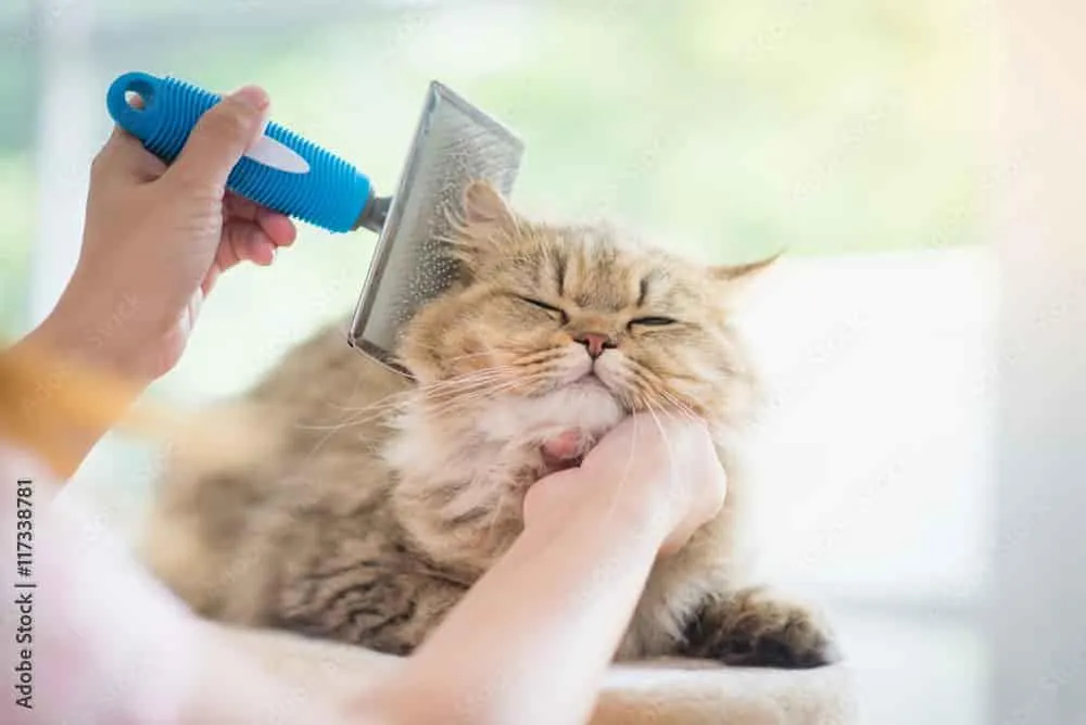 Cat Grooming Services