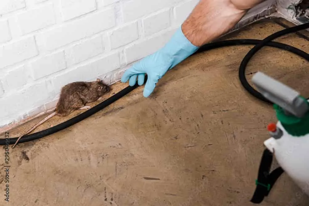 Mice Exterminator Services