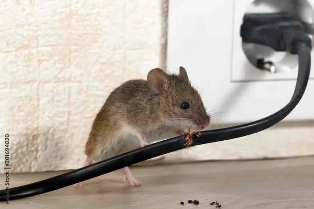 Mice Exterminator Services