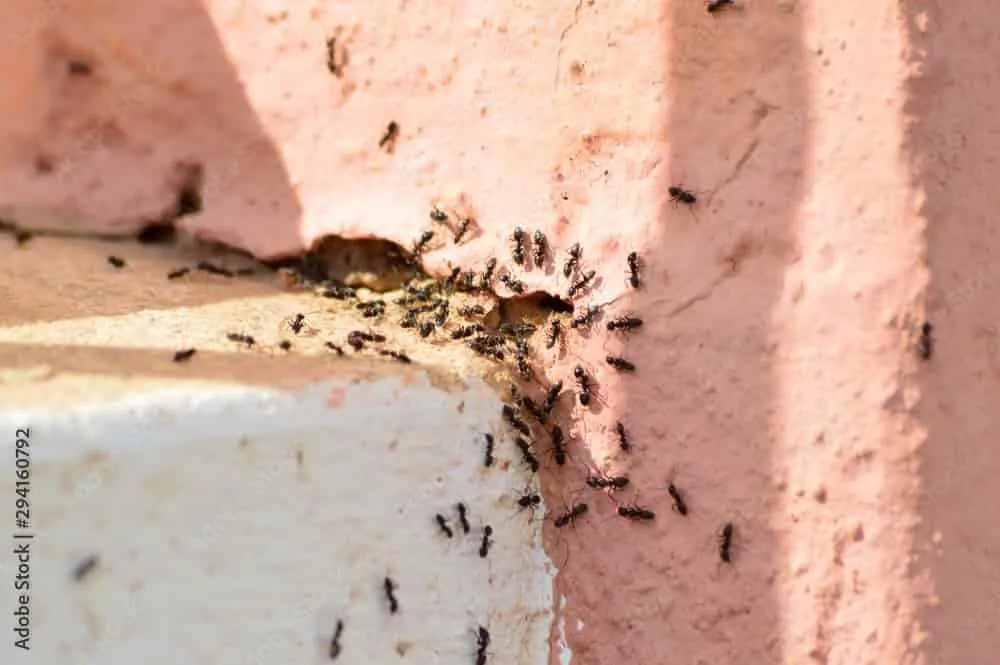 Termite Inspection Services