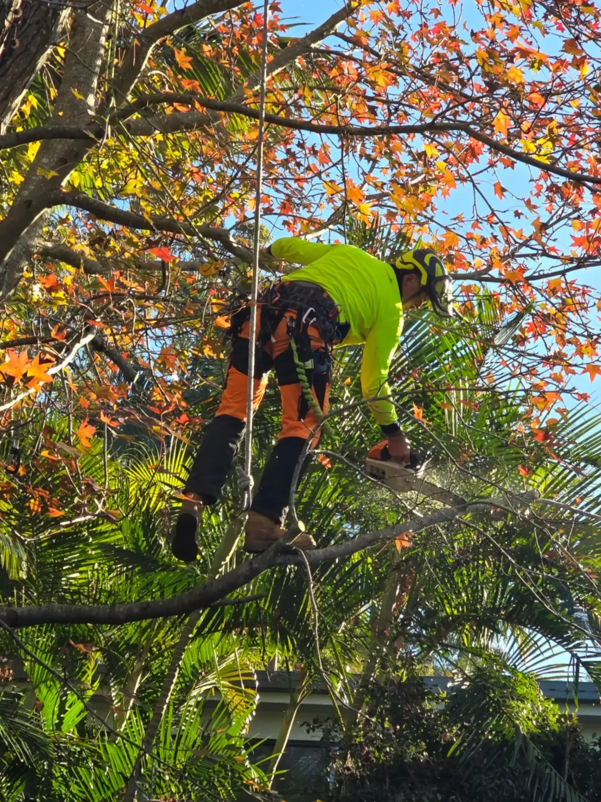 Tree Reports & Arborist Consulting in Brisbane