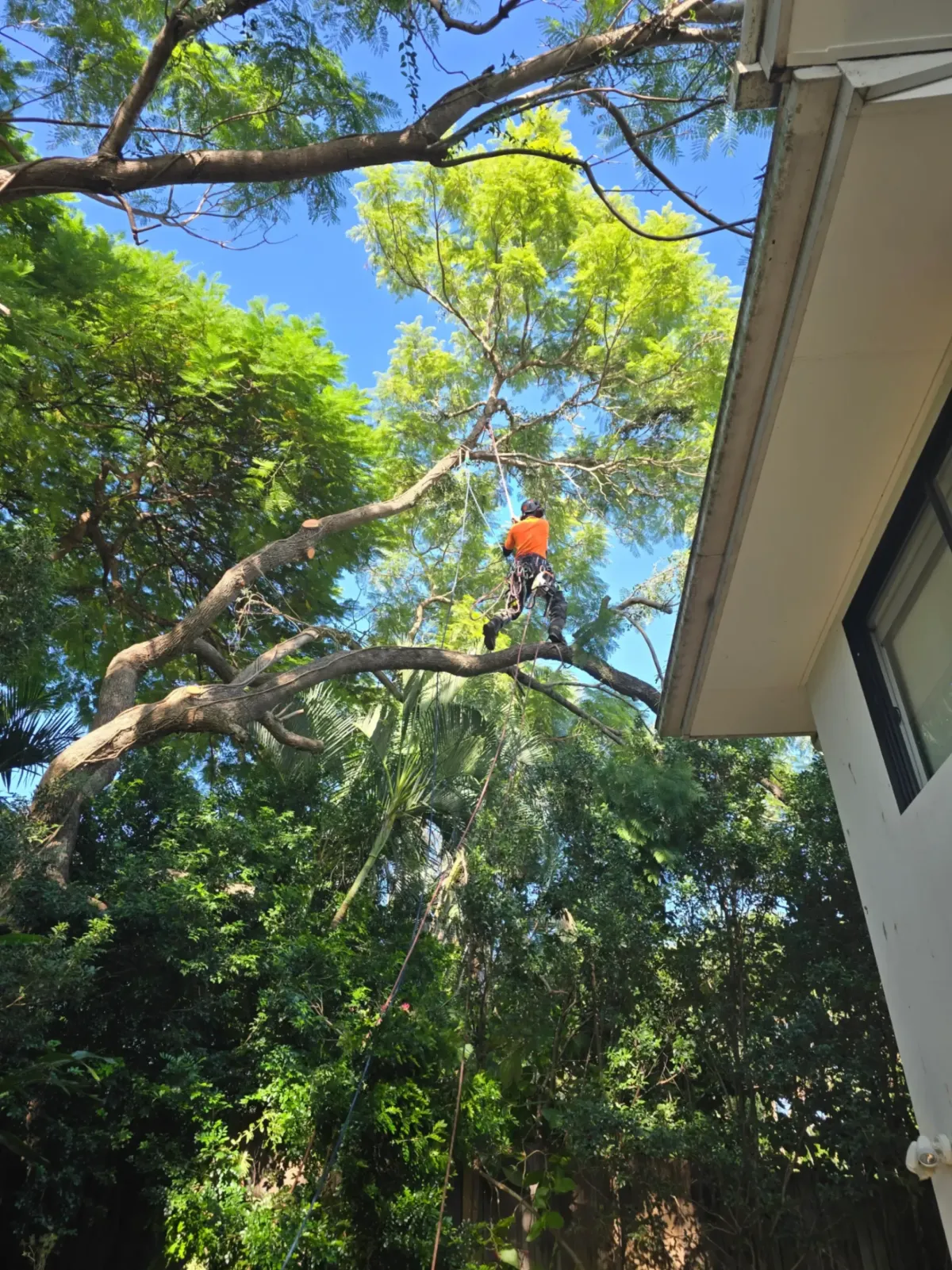 Tree Pruning Brisbane