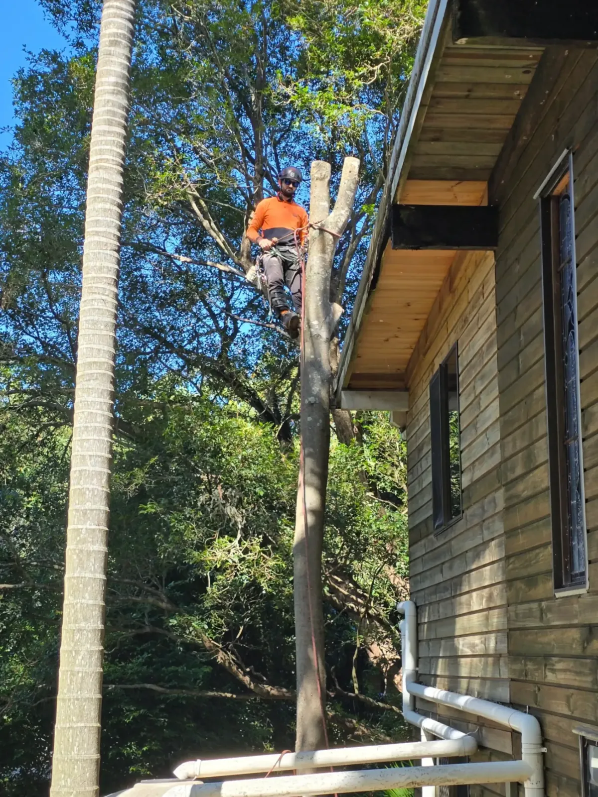 Tree Removal Brisbane