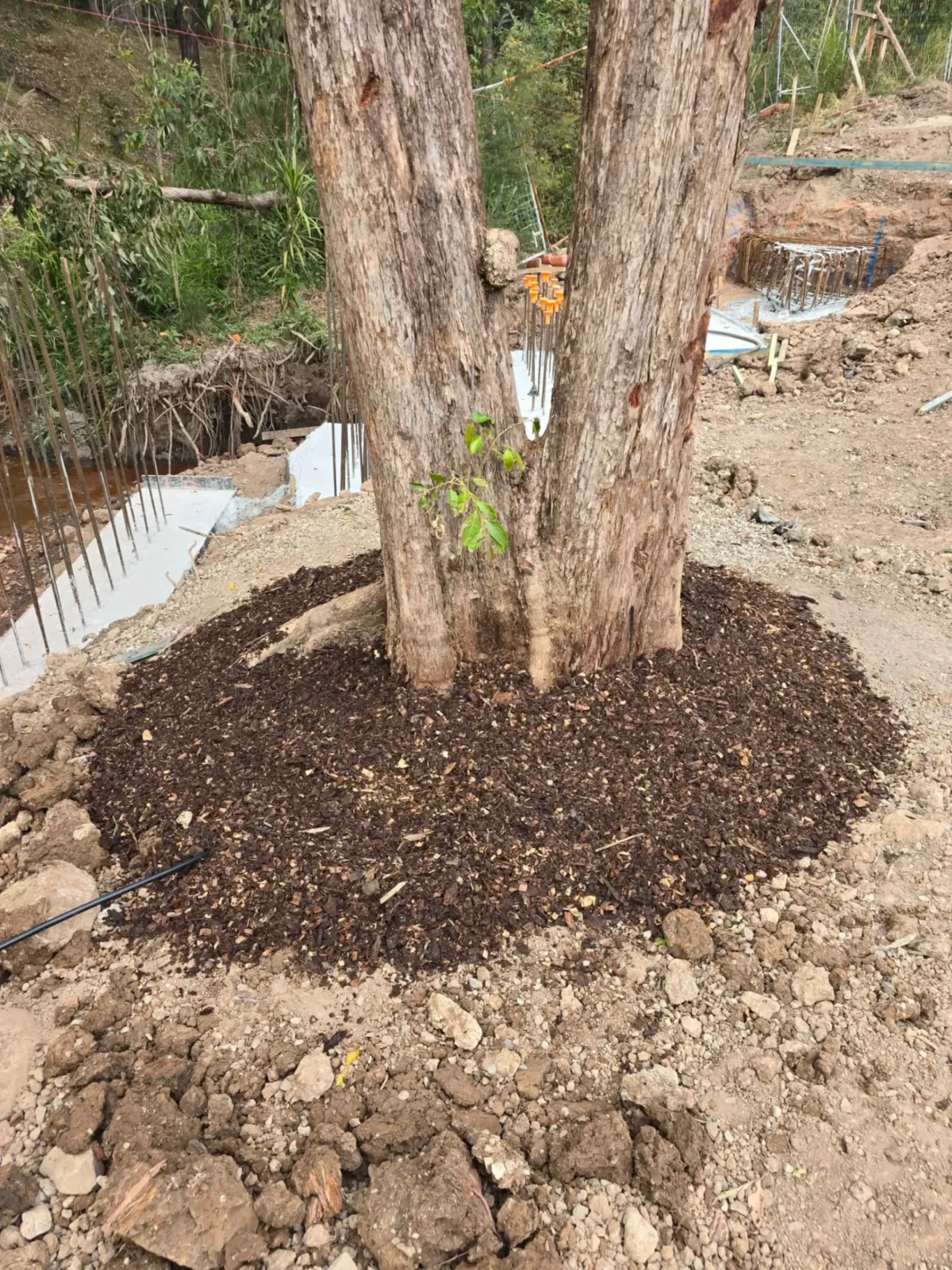 Tree Condition Report Brisbane