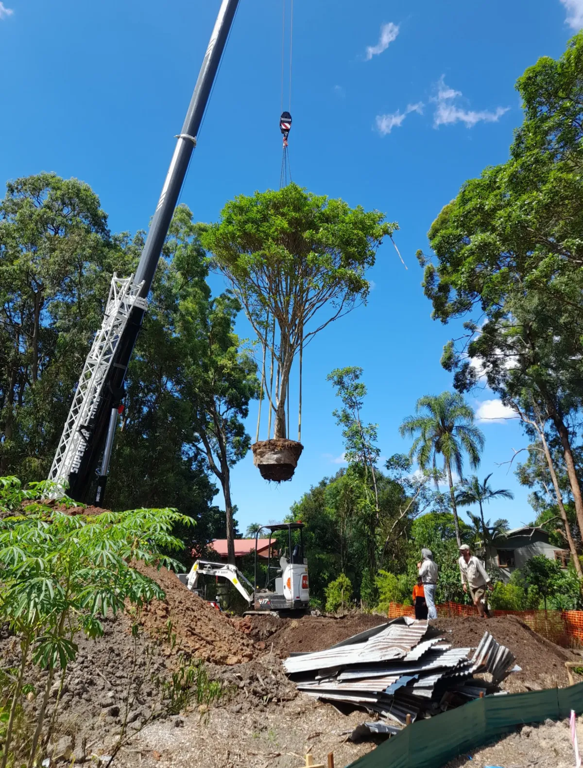 AS2303 Tree Inspection Brisbane