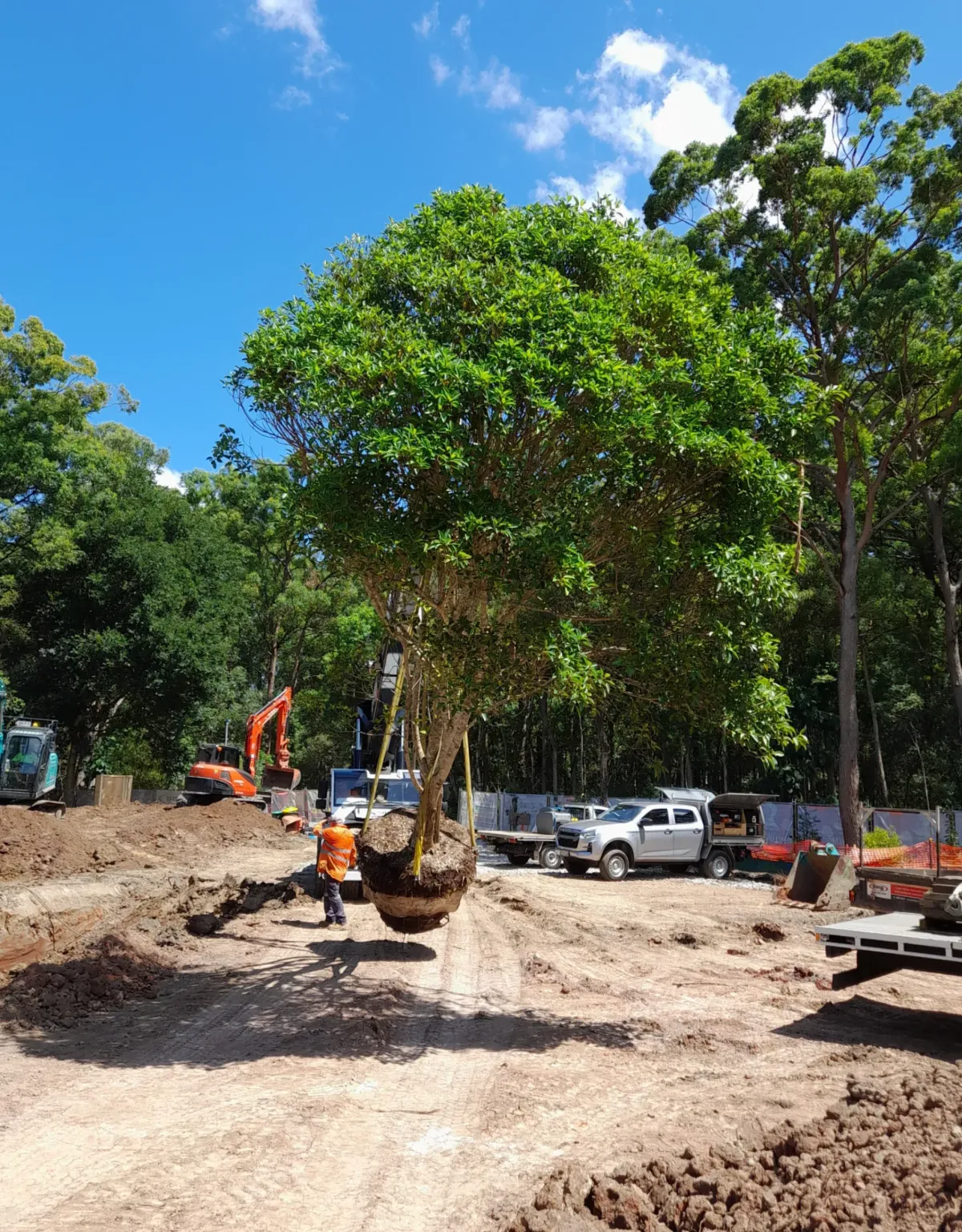 Onsite Arborist Consulting Brisbane