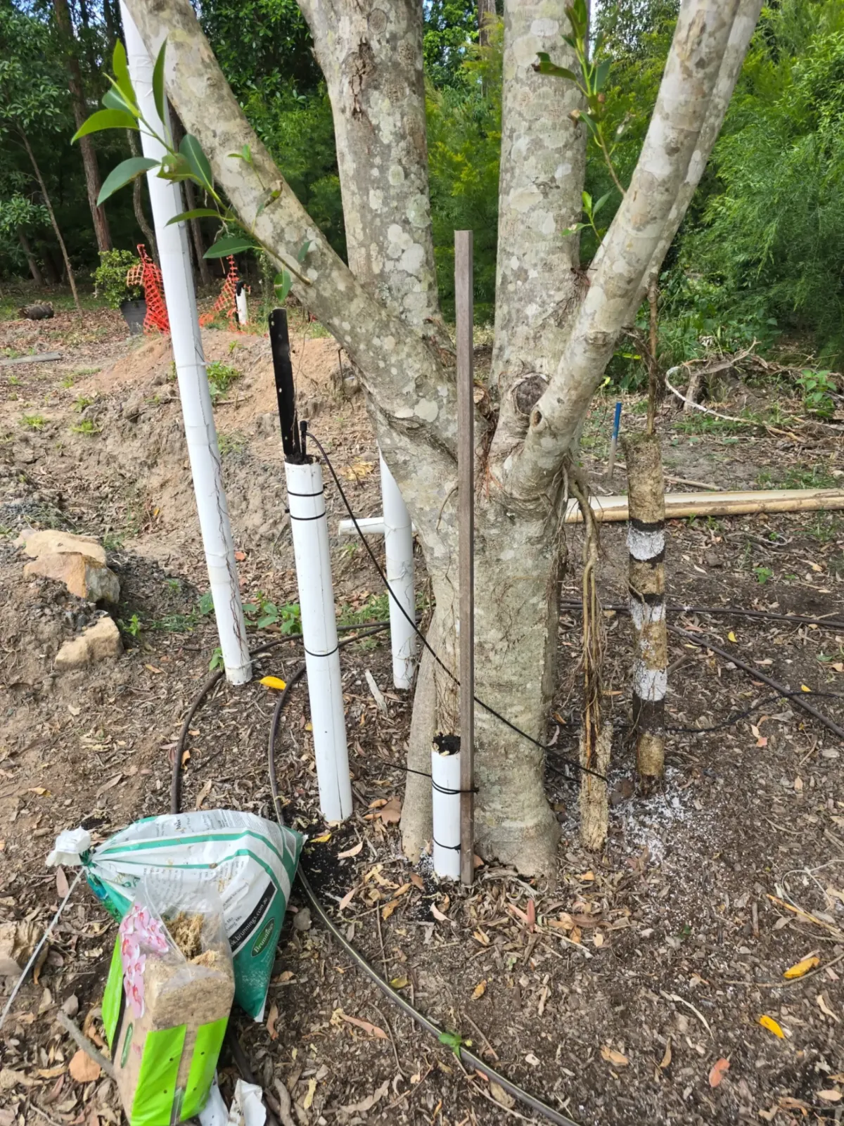 Arboricultural Management Plans Brisbane