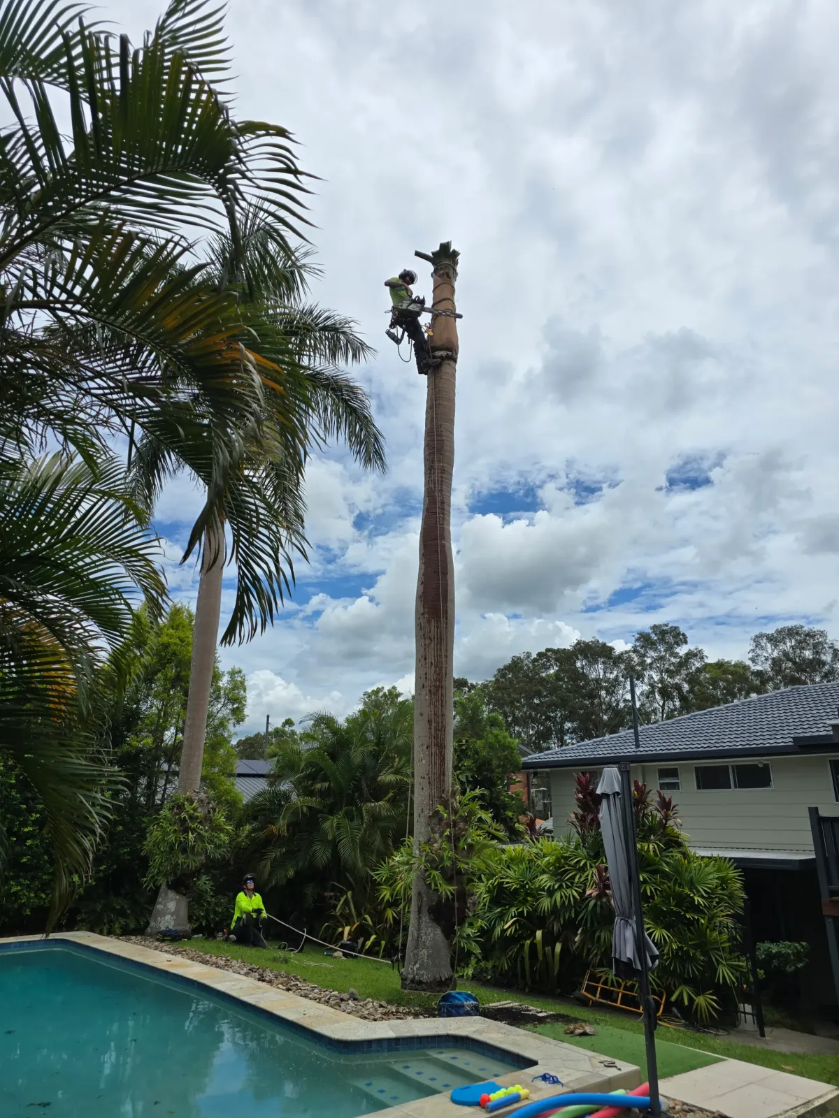 Palm Removal Brisbane
