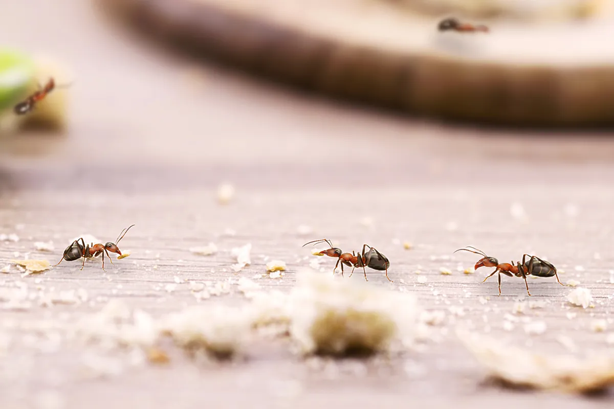Florida home protected by Doug the Bug quarterly pest control